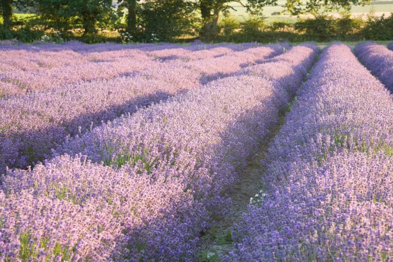 Lavender fields at Hartley Park Farm, Alton, Hampshire, England