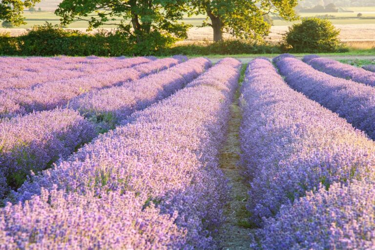 Lavender fields at Hartley Park Farm, Alton, Hampshire, England