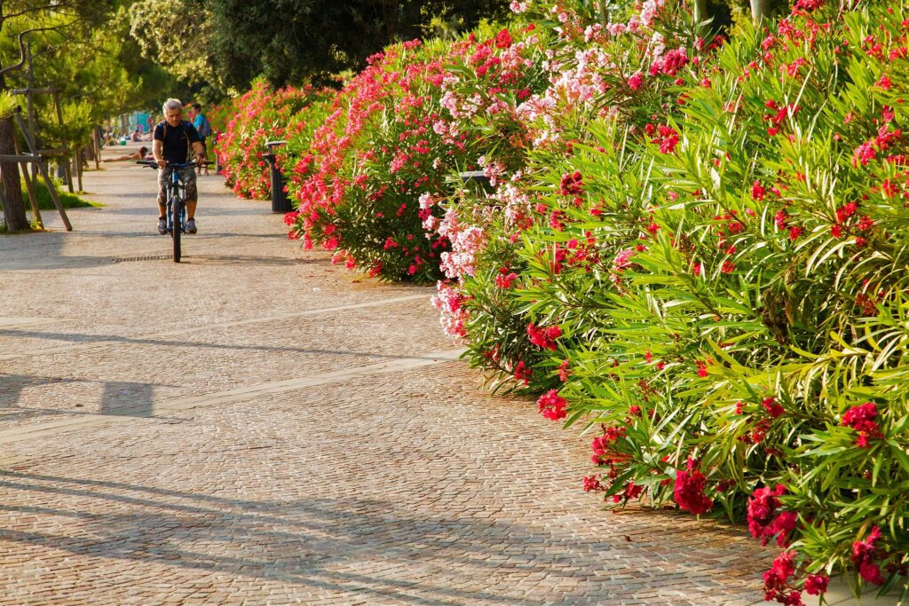 Man cycling along the beautiful Viale Miramare promenade lined with Oleander flowers in Barcola, Trieste, Italy.