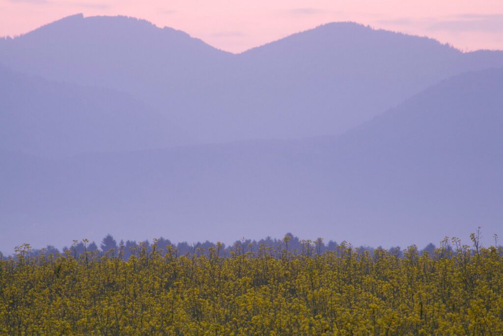 rapeseed field in Brnik with Kamnik Alps in the background, Slovenia.