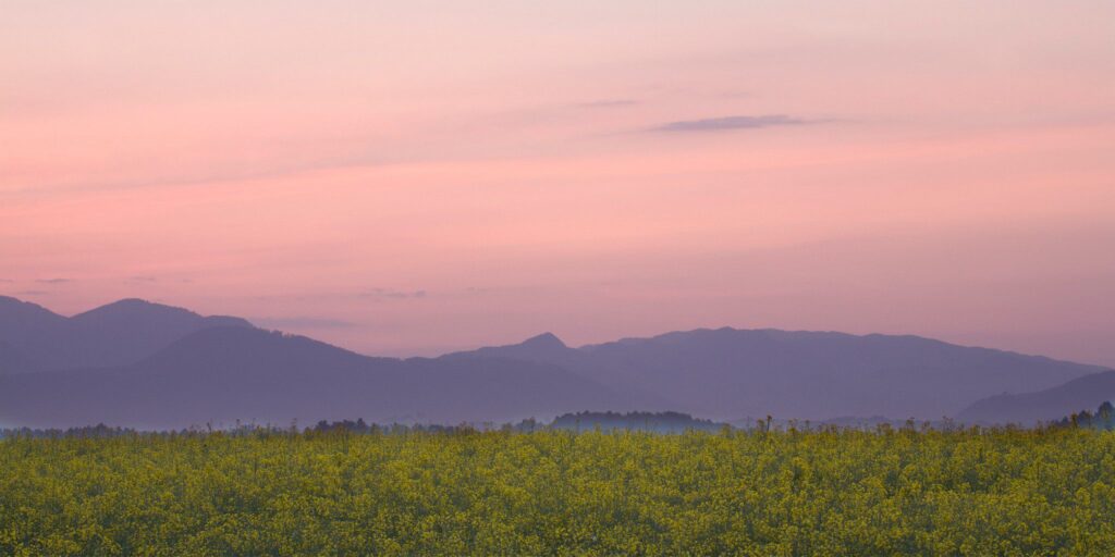 rapeseed field in Brnik with Kamnik Alps in the background, Slovenia.