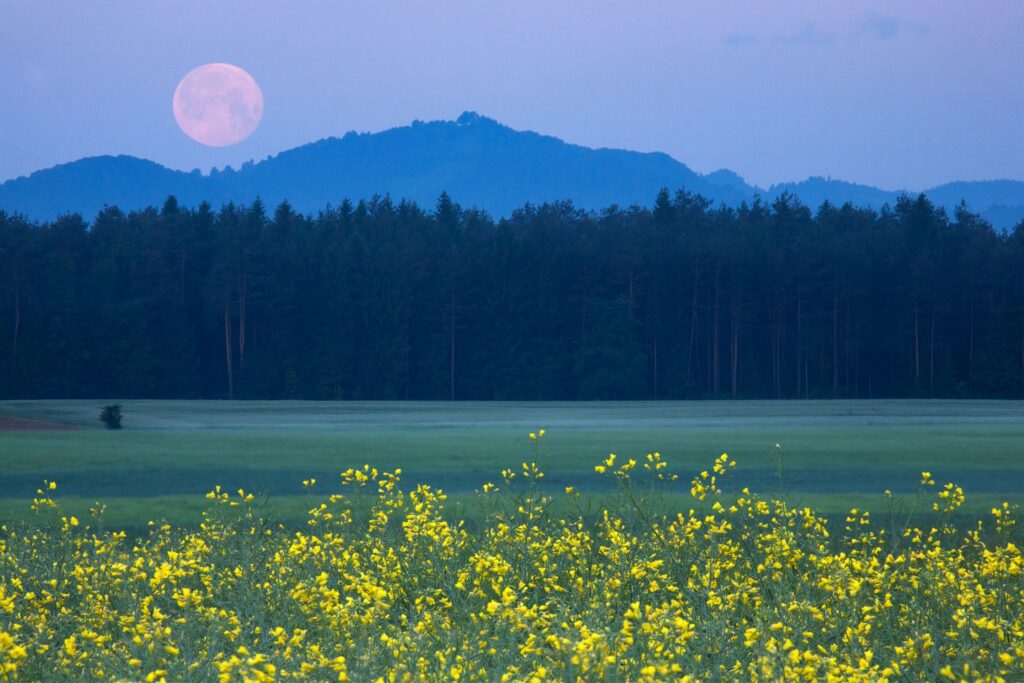 Full Moon setting over mountains and rapeseed field in the morning, Brnik, Slovenia.