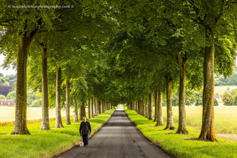 Tree lined road at Moor Crichel in Dorset.