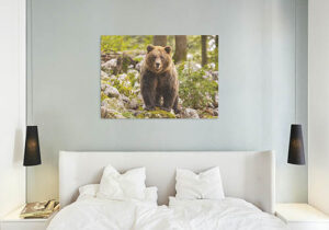 Acrylic print example of brown bear in Slovenia.