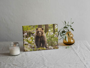 Canvas print example of brown bear in Slovenia.