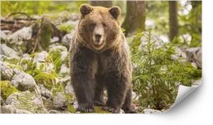 Paper print example of brown bear in Slovenia.