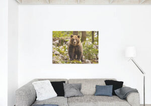 Canvas print example of brown bear in Slovenia.