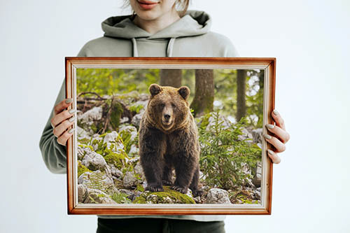 Brown Bear in the forest near Loski Potok, Slovenia.